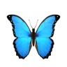 chmonyasik