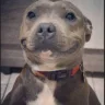 Sealvester