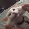 jkitter